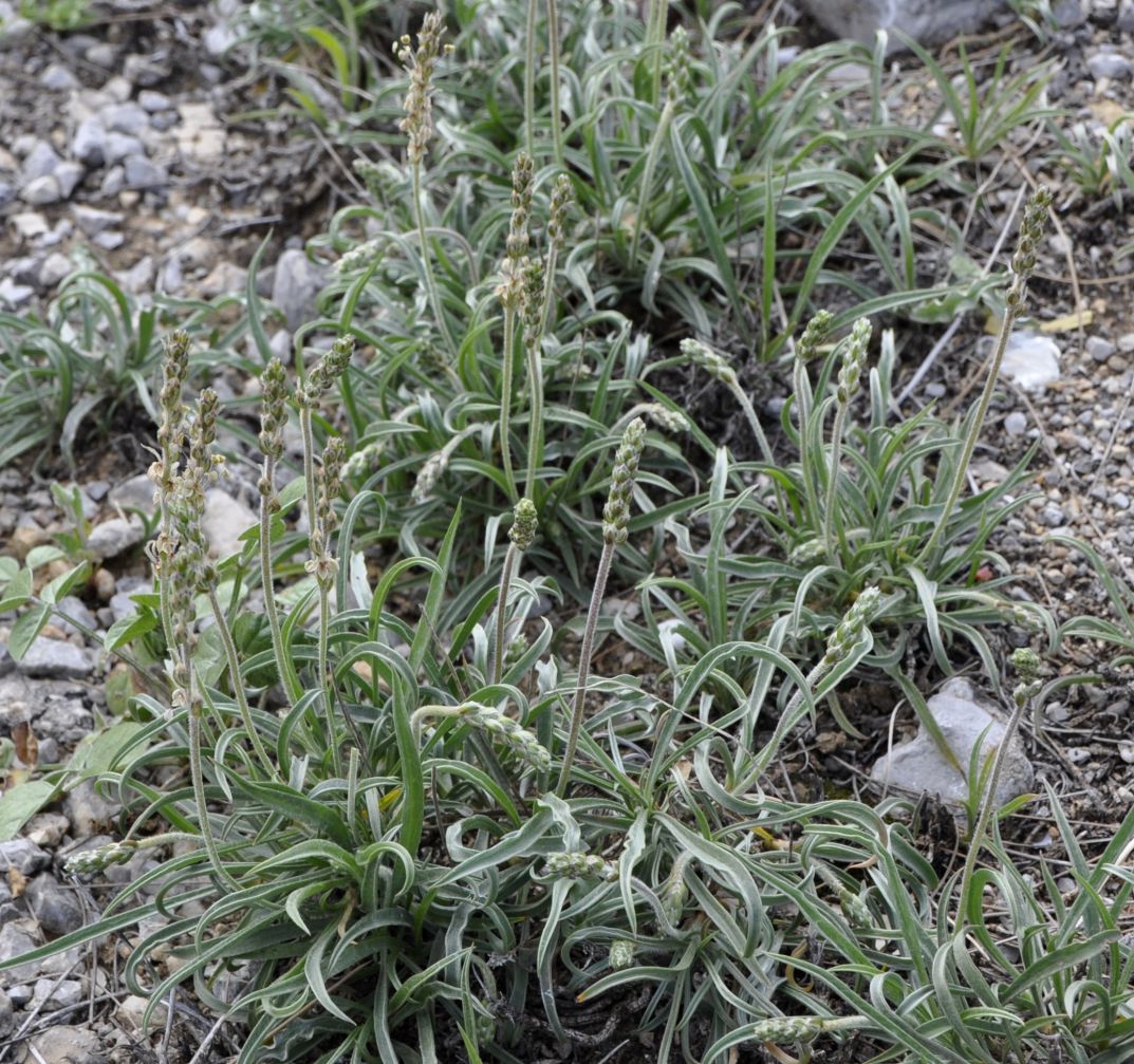 Image of Plantago albicans specimen.