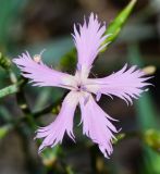 Dianthus pendulus. Цветок. Израиль, горный массив Кармель, заповедник \"Кармель\" (нахаль Маарот), склон северной экспозиции. 18.11.2015.