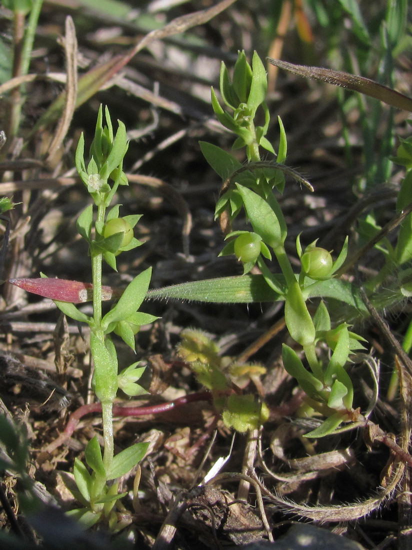 Изображение особи Asterolinon linum-stellatum.