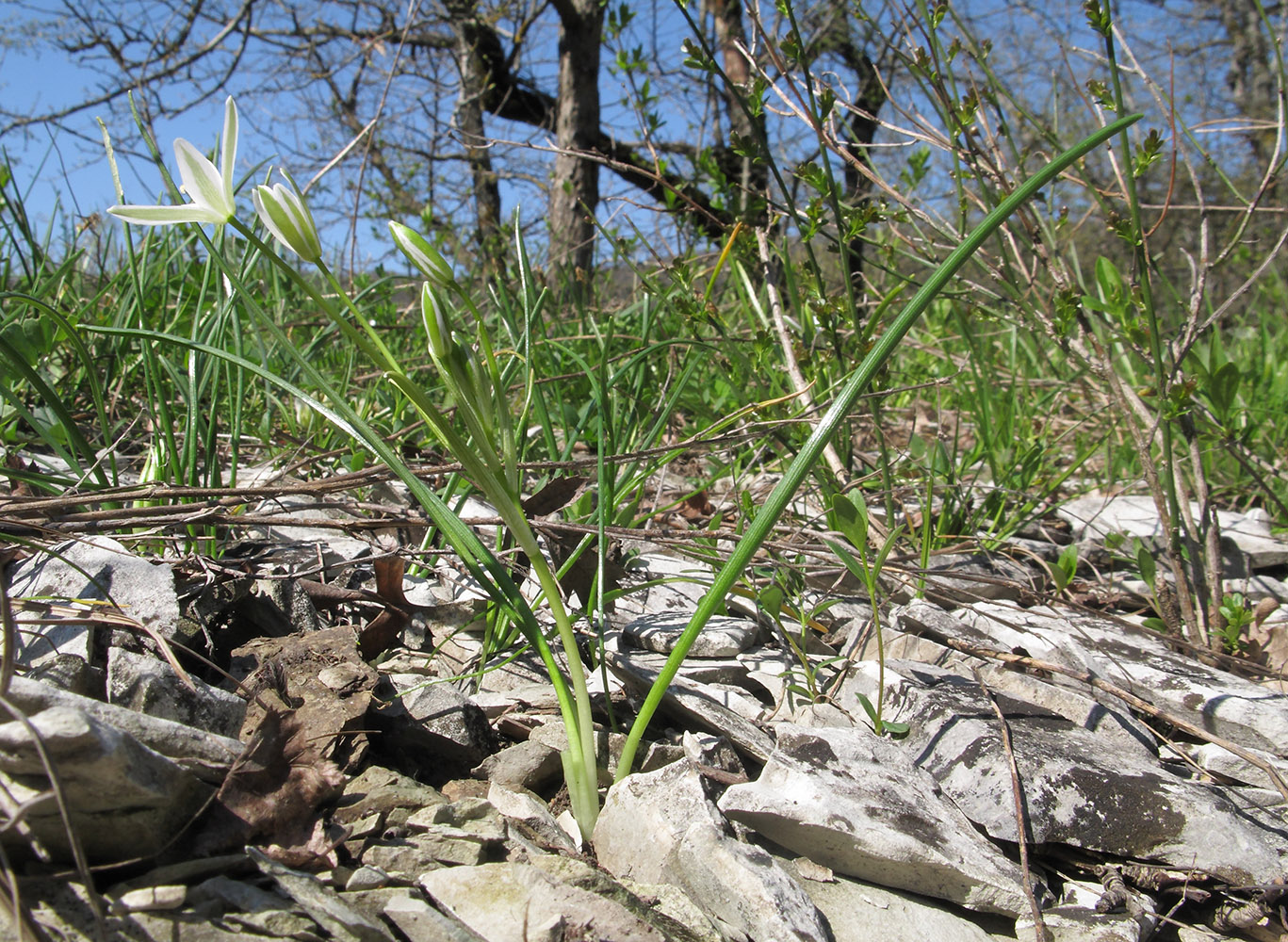 Изображение особи Ornithogalum woronowii.