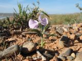 Matthiola bucharica