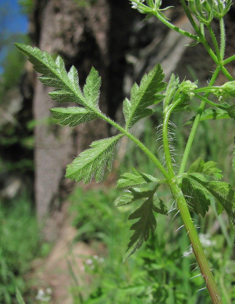 Изображение особи Physocaulis nodosus.