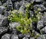 Sagina procumbens