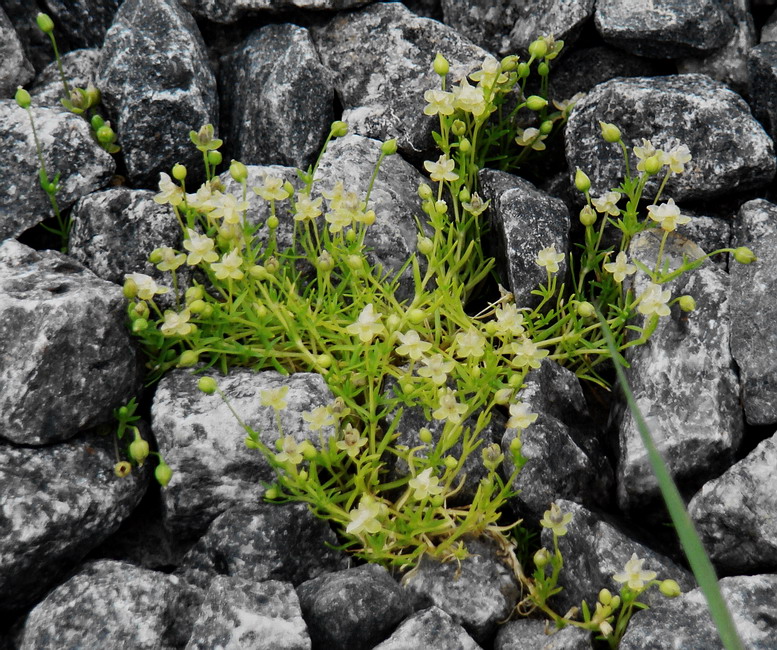 Изображение особи Sagina procumbens.