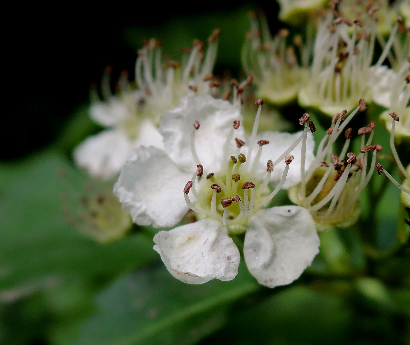 Image of Crataegus chlorocarpa specimen.