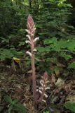 Orobanche hederae. Цветущие растения. Краснодарский край, м/о город-курорт Сочи, окр. с. Хлебороб, лиственный лес. 12 июня 2017 г.