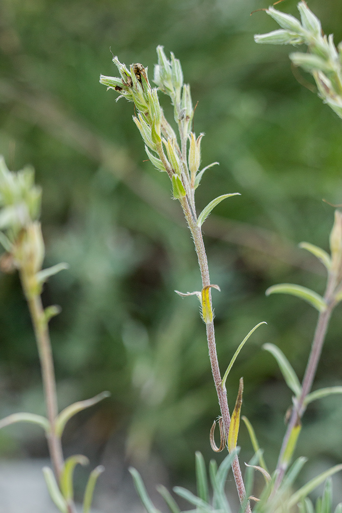 Image of Onosma tanaitica specimen.