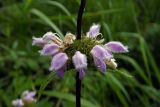 Phlomoides tuberosa