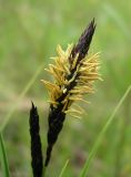 Carex melanostachya