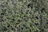 Cladonia furcata