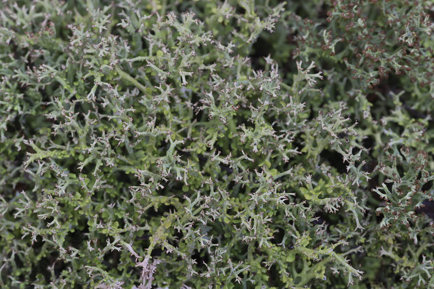 Image of Cladonia furcata specimen.