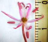 Allium jesdianum ssp. angustitepalum