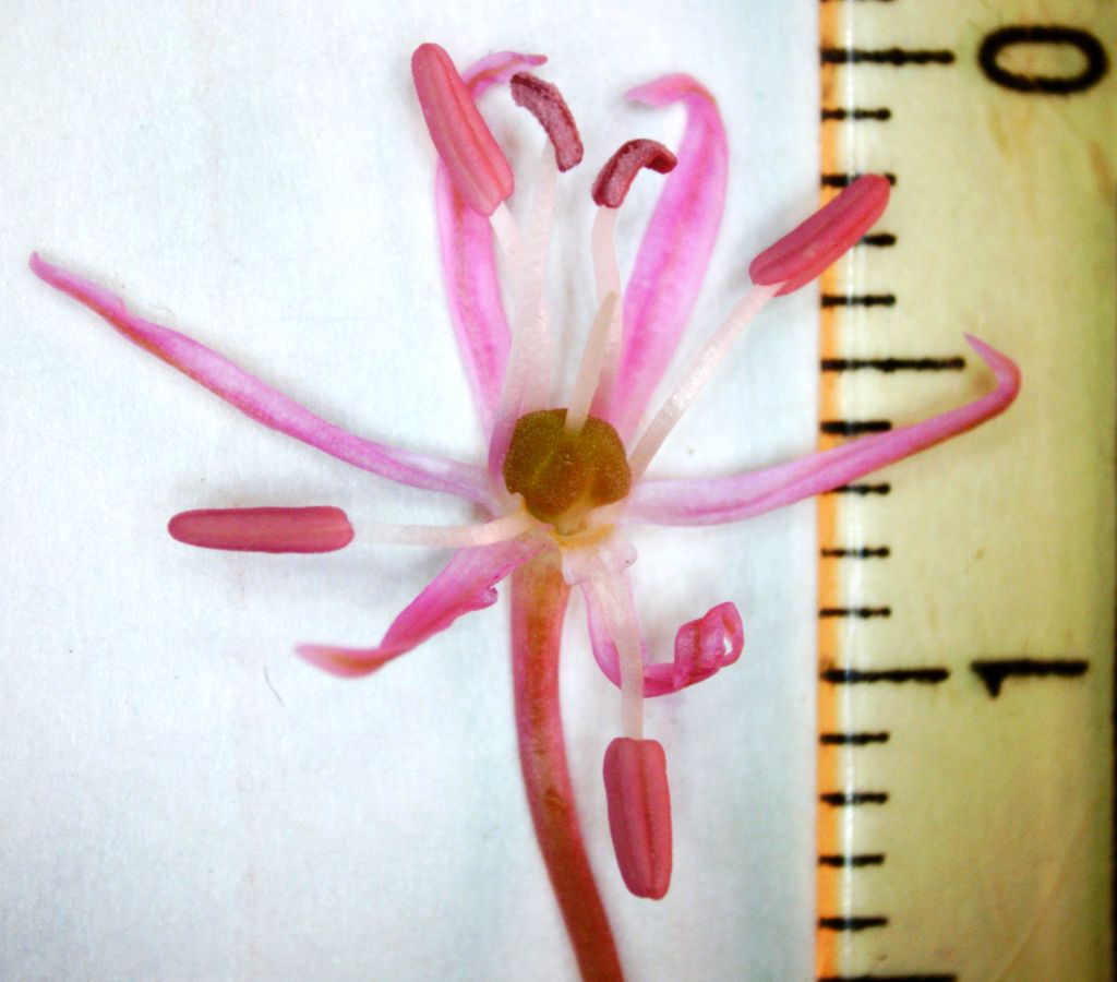 Image of Allium jesdianum ssp. angustitepalum specimen.