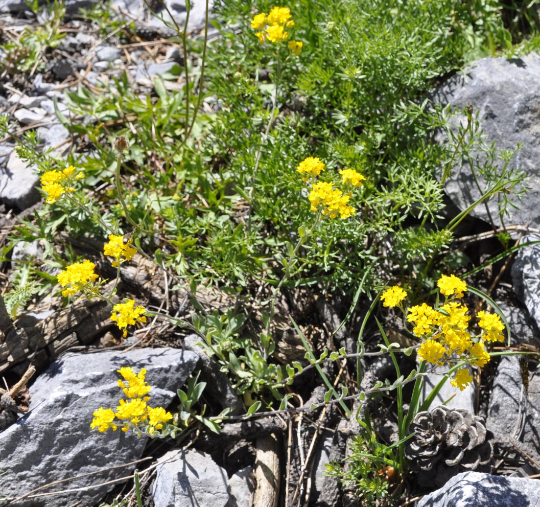 Image of Aurinia corymbosa specimen.
