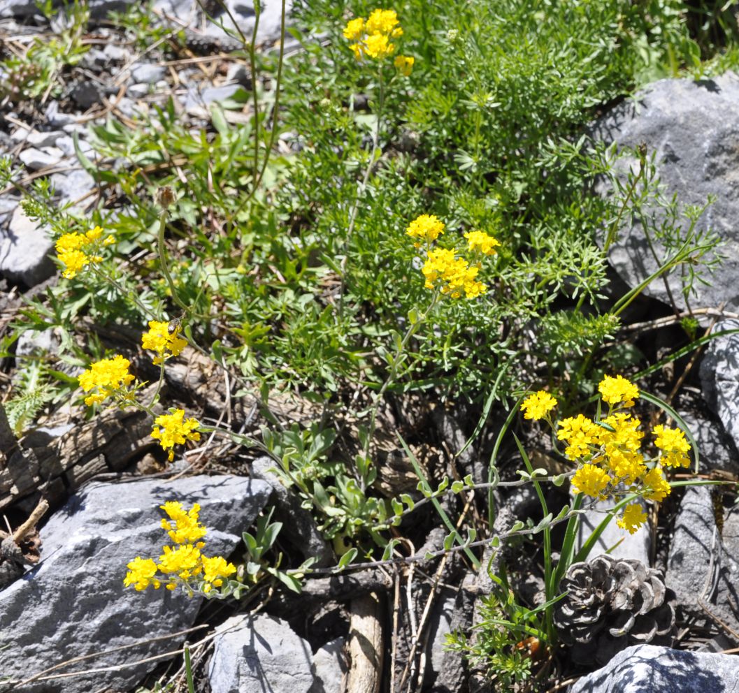 Изображение особи Aurinia corymbosa.