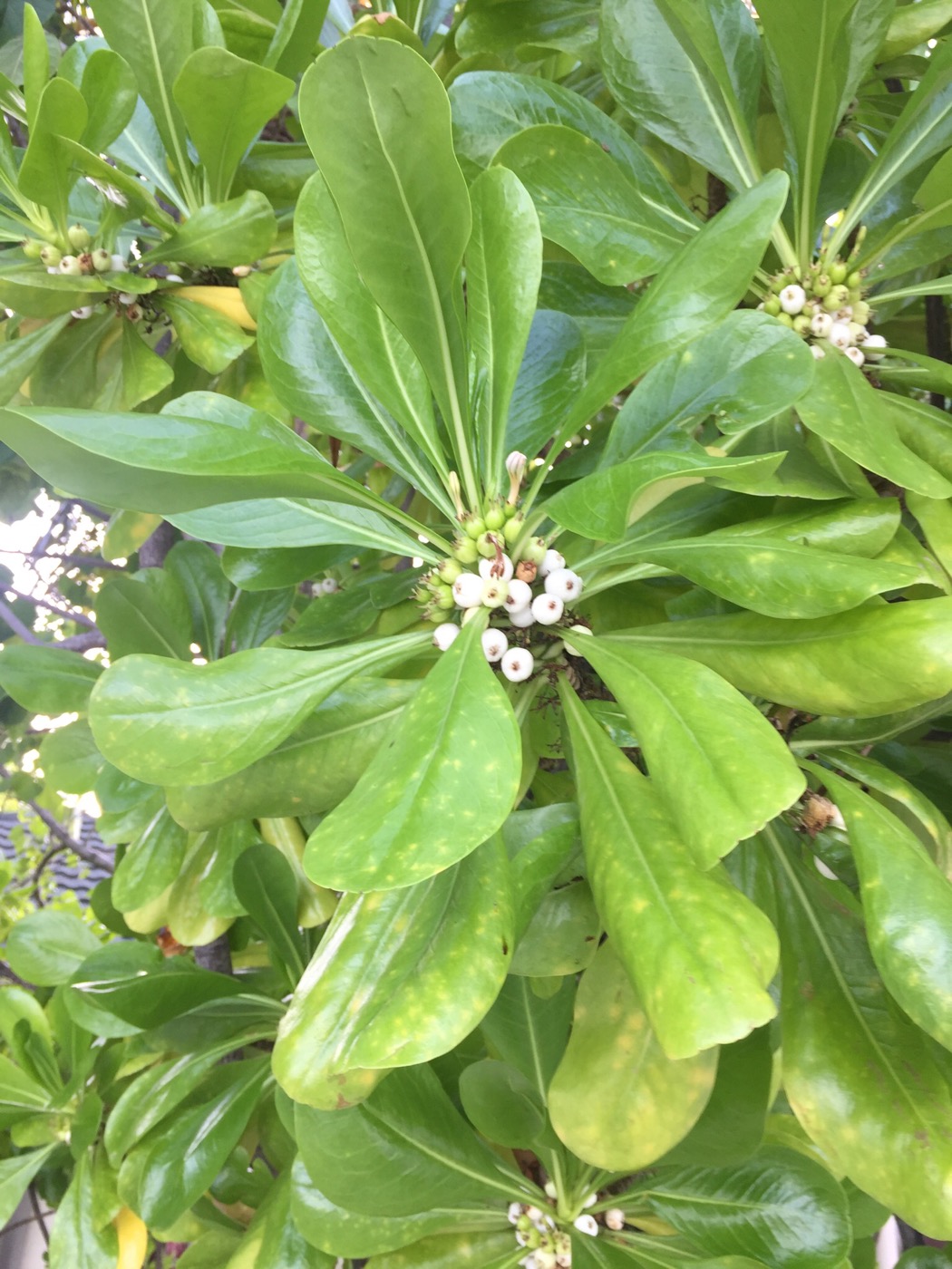 Image of Scaevola taccada specimen.