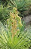 Yucca aloifolia. Верхняя часть вегетирующего растения с соплодием. Южный берег Крыма, Никитский ботанический сад, в культуре. 22 августа 2015 г.