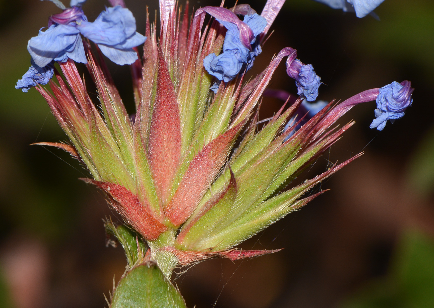 Image of Ceratostigma willmottianum specimen.