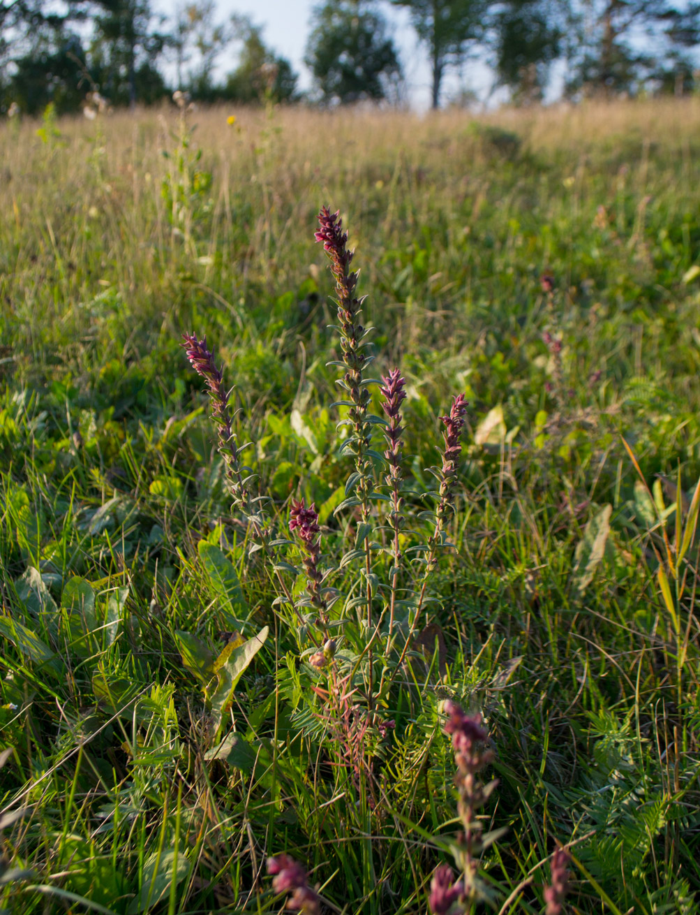 Изображение особи Odontites vulgaris.