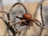 Rosa rugosa. Сухой прошлогодний плод - цинарродий. Мурманск, в культуре. 29.04.2010.