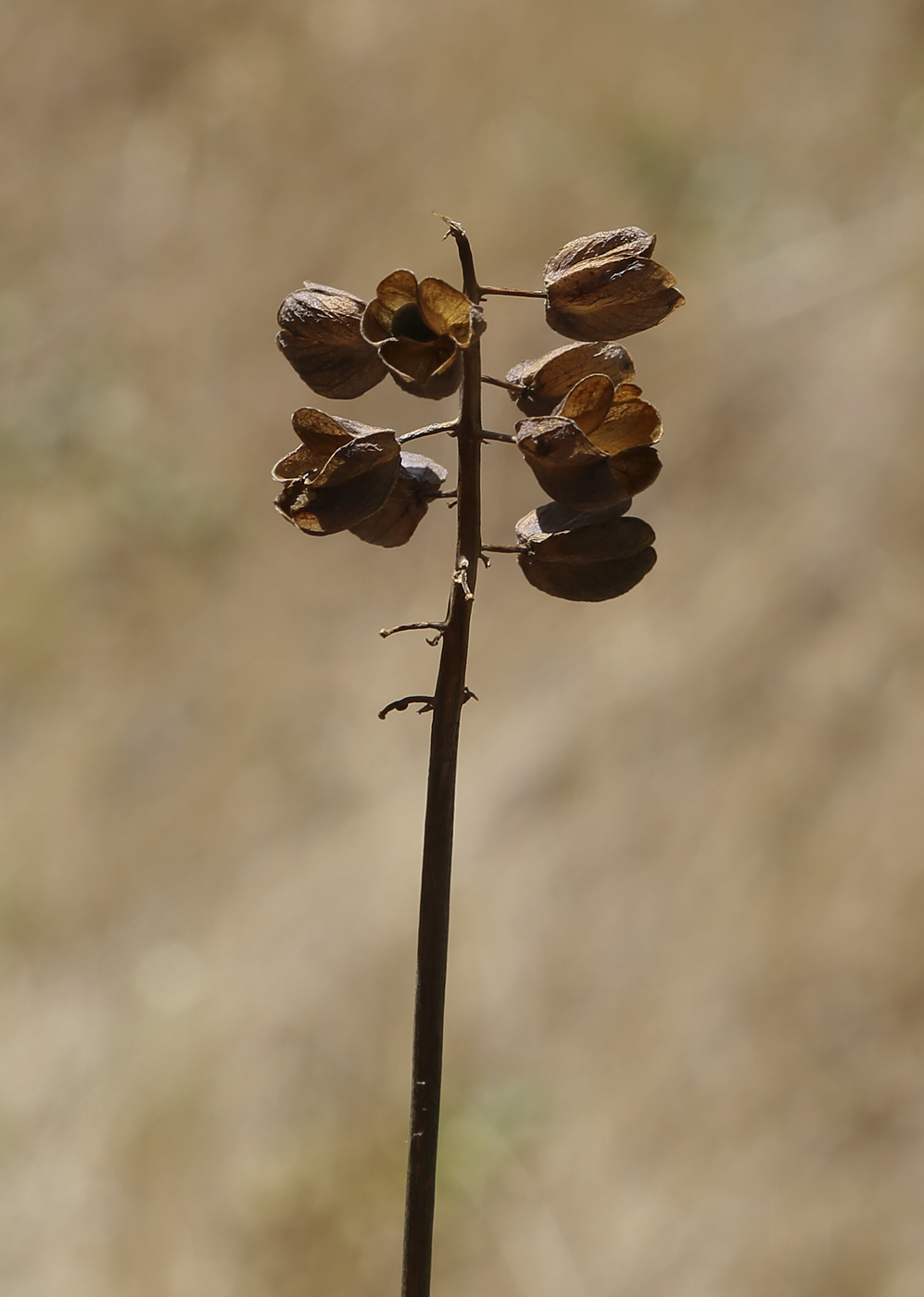 Image of Muscari neglectum specimen.