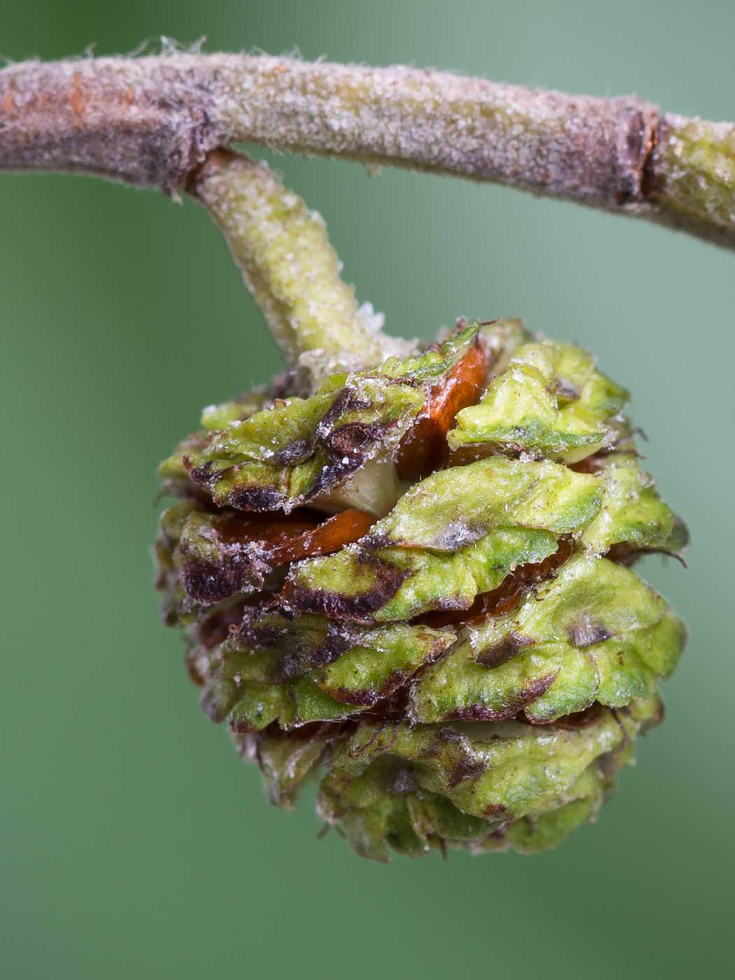 Image of Alnus incana specimen.