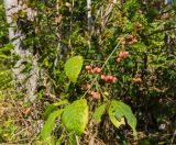 Euonymus europaeus