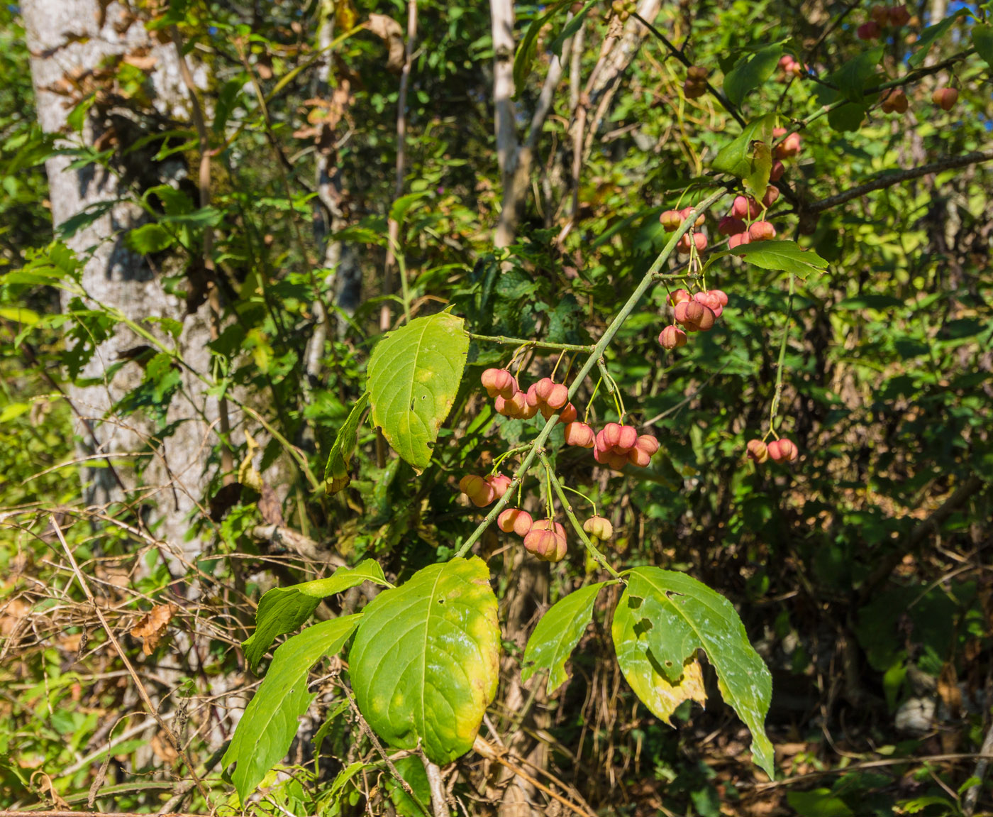 Image of Euonymus europaeus specimen.