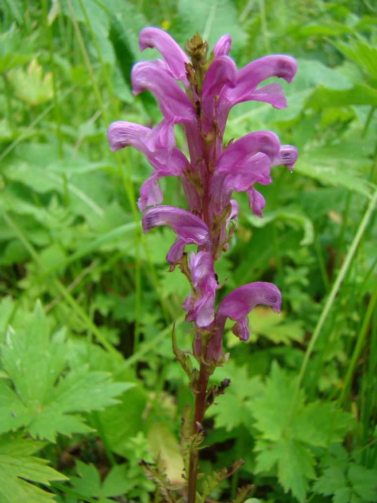 Изображение особи Pedicularis elata.