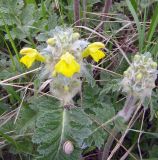 Phlomoides speciosa