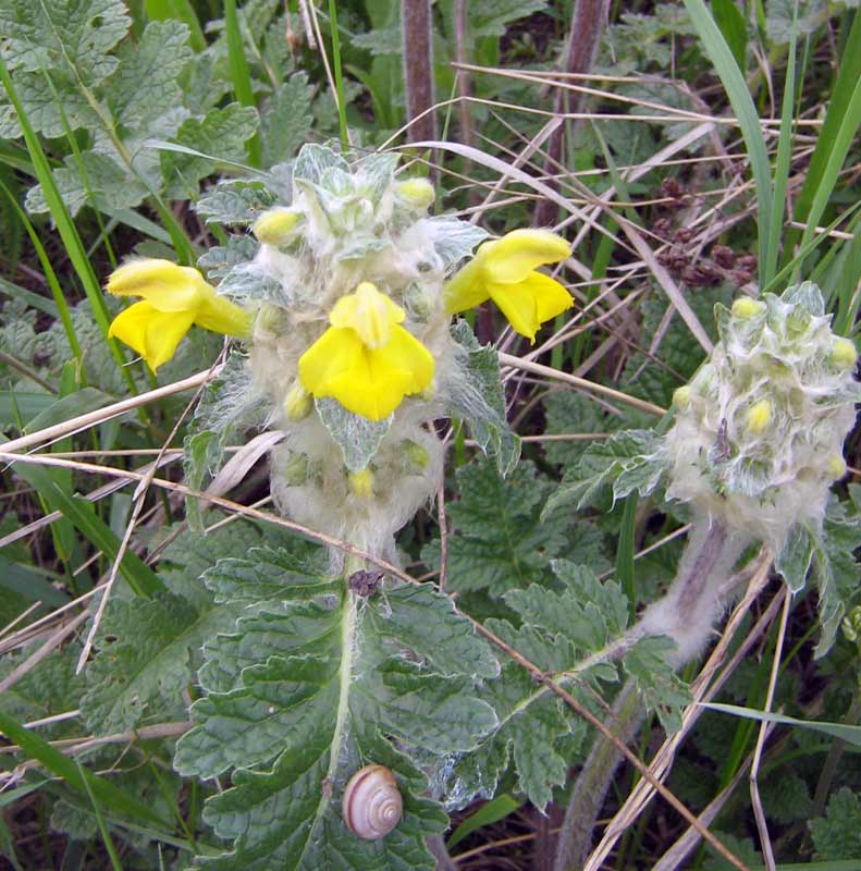 Image of Phlomoides speciosa specimen.