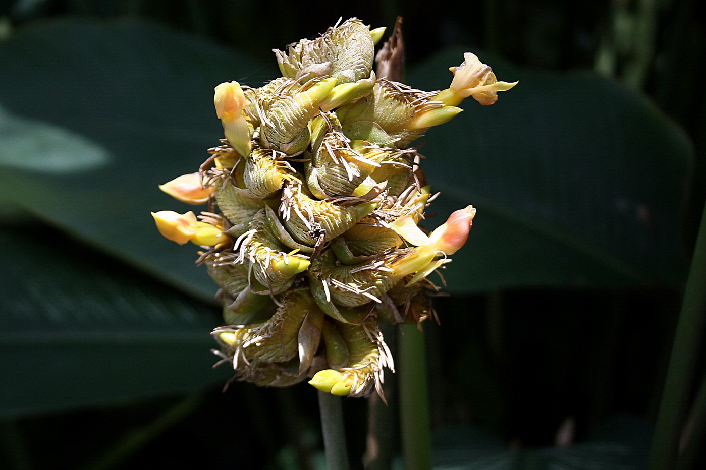 Image of genus Calathea specimen.