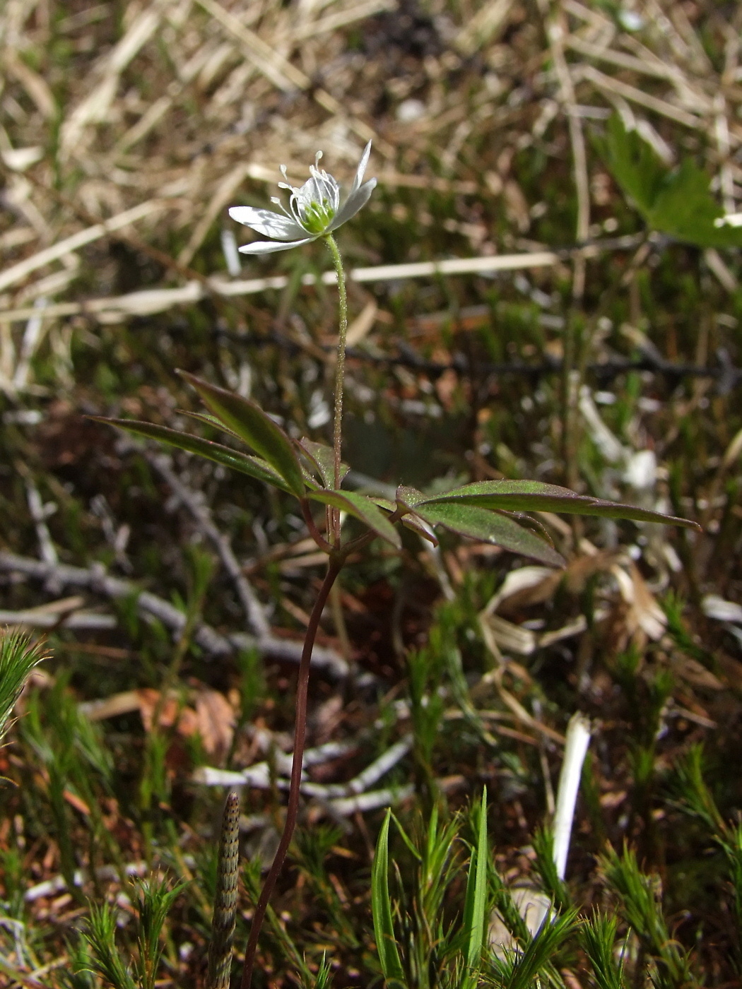 Изображение особи Anemone debilis.