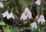 Linnaea borealis