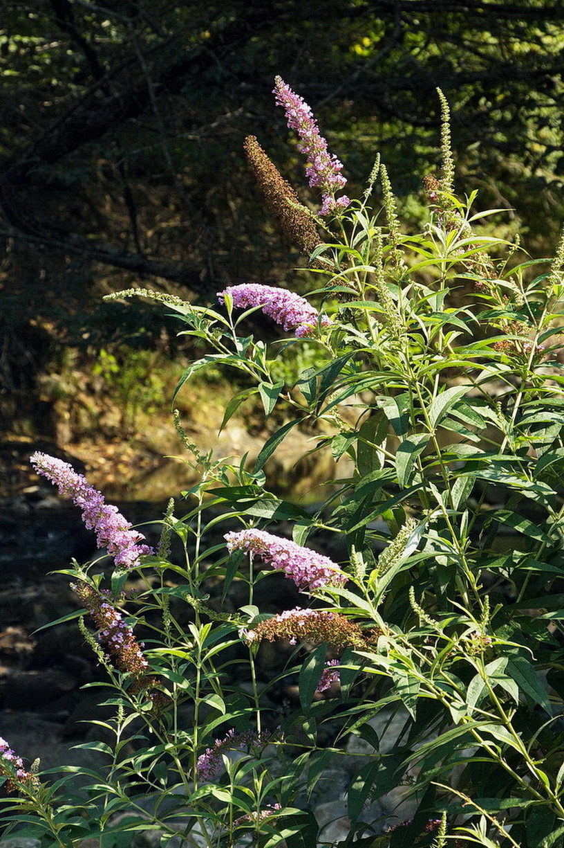 Image of Buddleja davidii specimen.