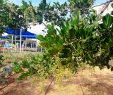 Cupaniopsis anacardioides