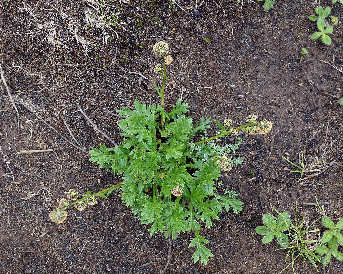 Изображение особи Artemisia arctica.