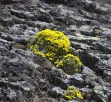 Draba bryoides. Цветущее растение. Кабардино-Балкария, южный склон Эльбруса, дорога на Терскольскую обсерваторию, ≈ 2700 м н.у.м. 22.05.2008.