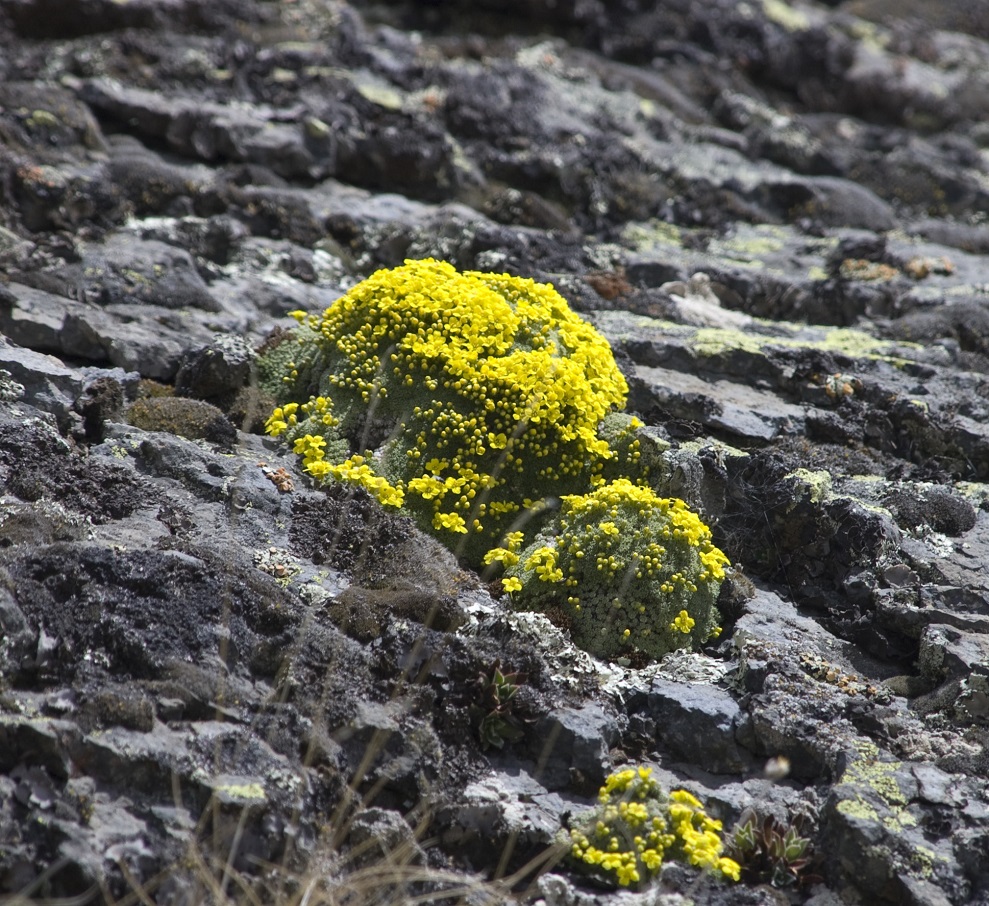 Image of Draba bryoides specimen.