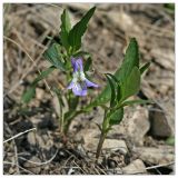 Viola accrescens. Цветущее растение. Республика Татарстан, Бавлинский р-н, г. Бавлы. 13.05.2010.