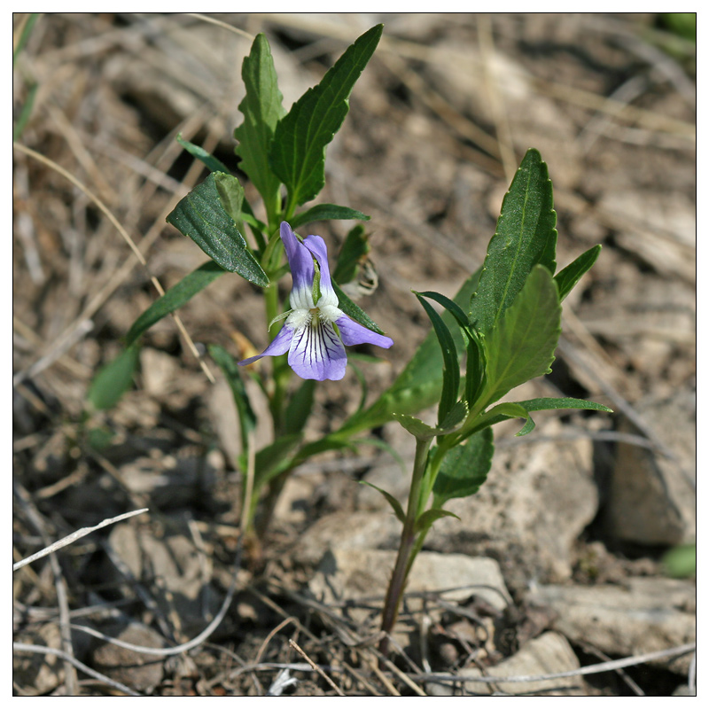 Изображение особи Viola accrescens.