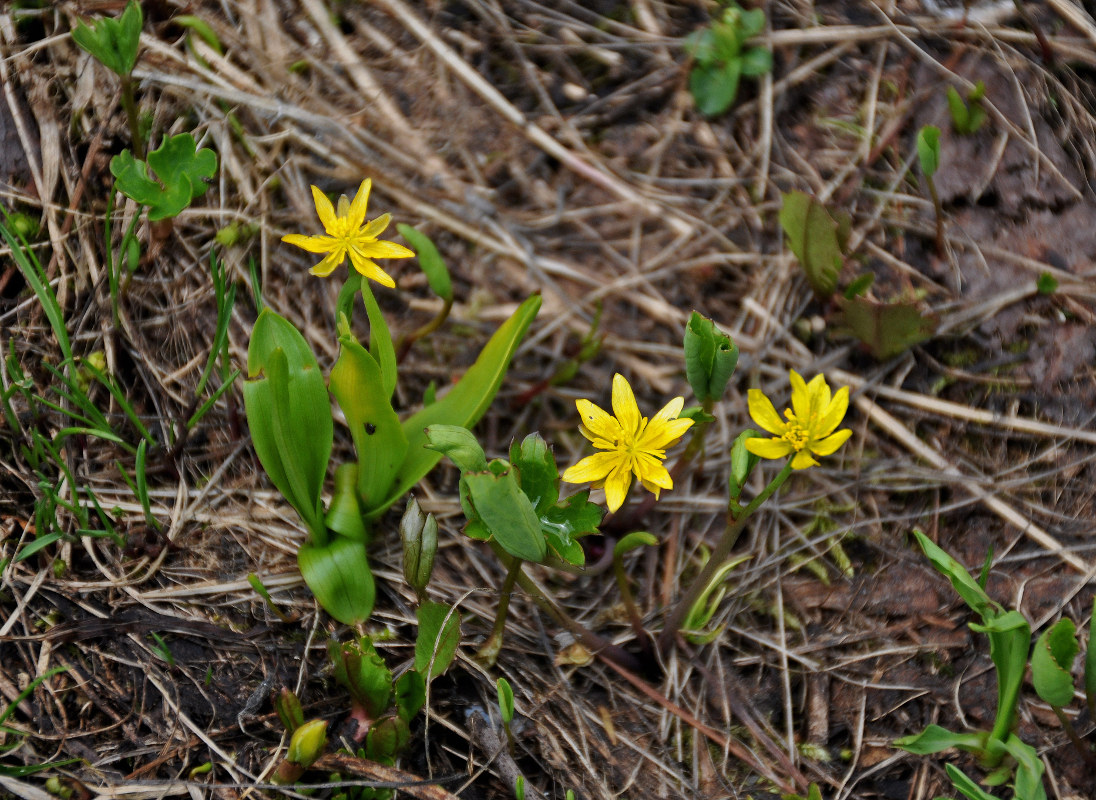 Image of Ranunculus helenae specimen.