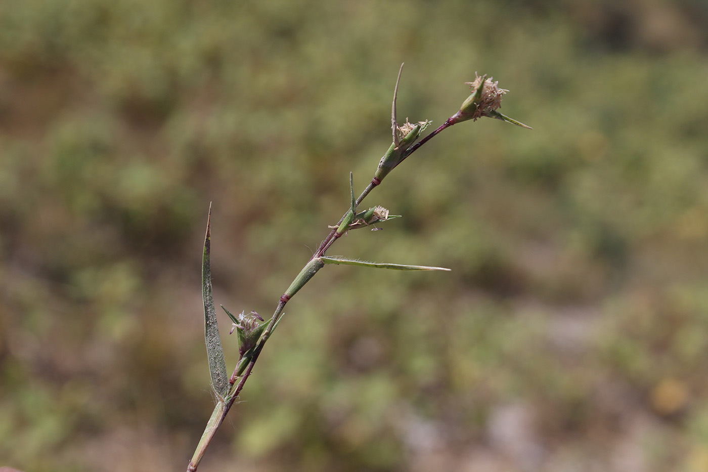 Image of Crypsis turkestanica specimen.