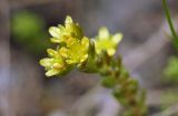 Sedum alpestre. Верхушка цветущего побега. Чехия, Оломоуцкий край, природный заповедник Jeseníky, субальпийский луг, скальное обнажение. 15.06.2017.