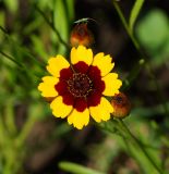 Coreopsis tinctoria