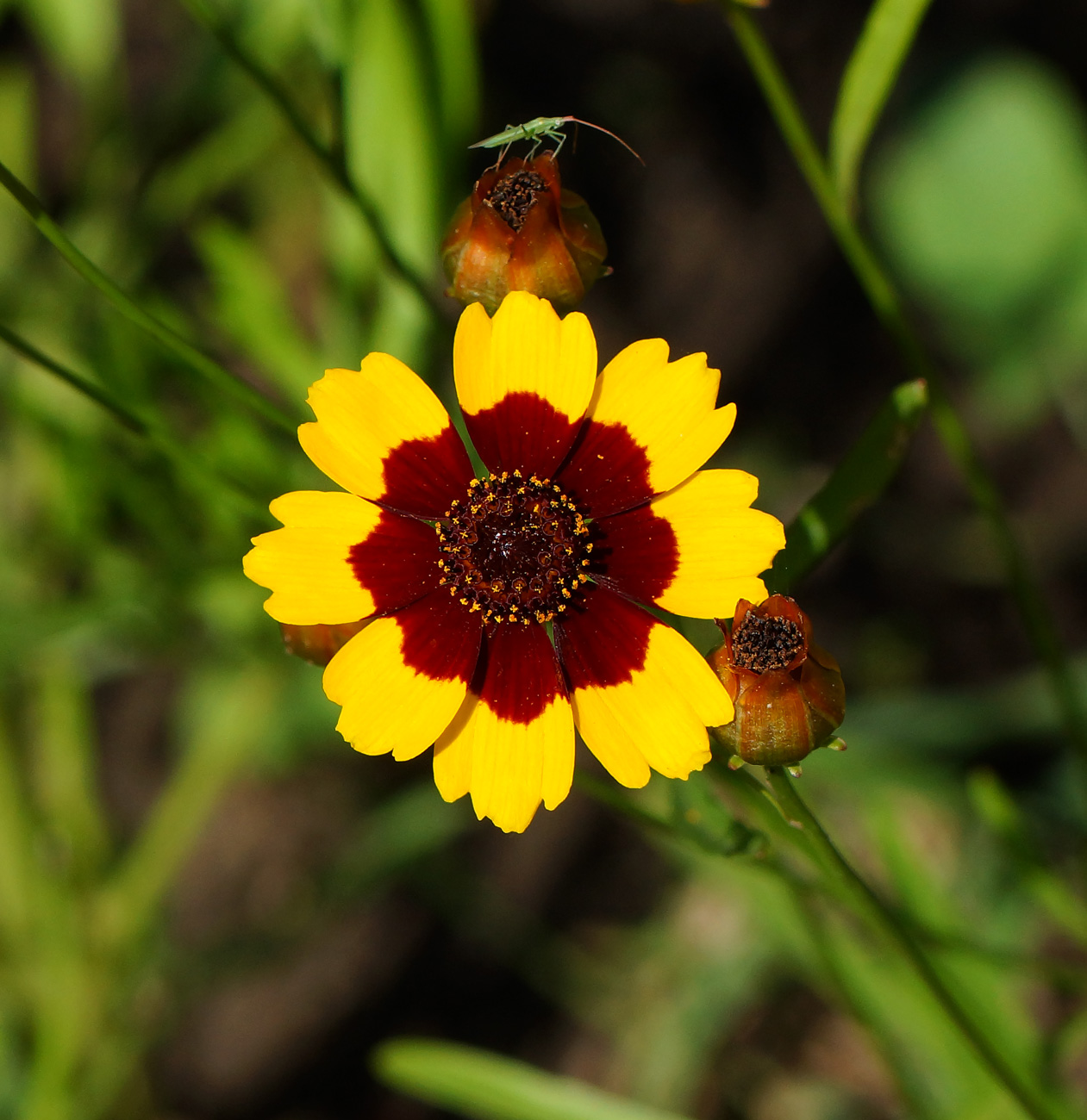 Image of Coreopsis tinctoria specimen.