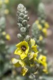 Verbascum formosum. Верхушка соцветия с цветками и бутонами. Грузия, г. Тбилиси, Центральный ботанический сад АН Грузии, опушка широколиственного леса с щебенистым грунтом. 15.05.2017.