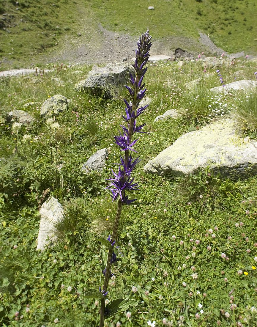 Image of Asyneuma campanuloides specimen.