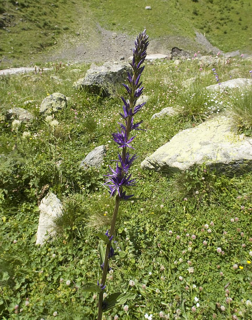 Image of Asyneuma campanuloides specimen.