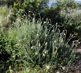 Helichrysum stoechas ssp. barrelieri